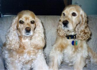 picture of Brandy and Max, sitting side-by-side